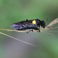 Pergagrapta bicolor (A sawfly) at Moruya, NSW - 12 Jan 2023 by LisaH