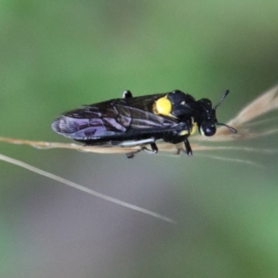 Unidentified Sawfly (Hymenoptera, Symphyta) at Moruya, NSW - 12 Jan 2023 by LisaH