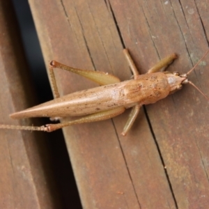 Austrosalomona falcata at Moruya, NSW - 12 Jan 2023