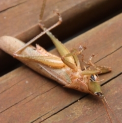 Austrosalomona falcata at Moruya, NSW - 12 Jan 2023