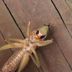 Austrosalomona falcata at Moruya, NSW - 12 Jan 2023