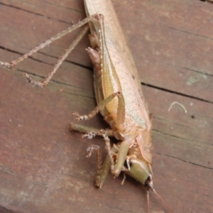 Austrosalomona falcata at Moruya, NSW - 12 Jan 2023