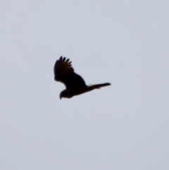 Circus approximans (Swamp Harrier) at Broulee Moruya Nature Observation Area - 12 Jan 2023 by LisaH