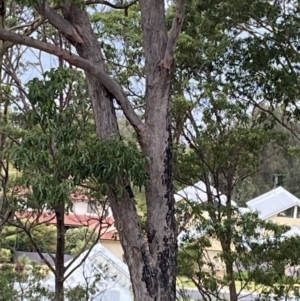 Eucalyptus pilularis at Long Beach, NSW - 12 Jan 2023 07:15 PM