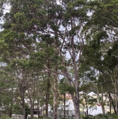 Eucalyptus pilularis at Long Beach, NSW - 12 Jan 2023 07:15 PM