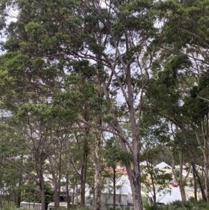 Eucalyptus pilularis at Long Beach, NSW - 12 Jan 2023 07:15 PM