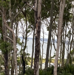 Eucalyptus pilularis at Long Beach, NSW - 12 Jan 2023