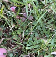 Pullenia gunnii (A Tick-Trefoil) at Long Beach, NSW - 12 Jan 2023 by natureguy