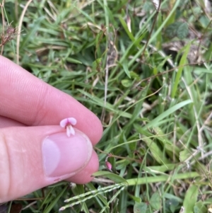 Pullenia gunnii at Long Beach, NSW - 12 Jan 2023