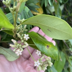 Parsonsia straminea at Long Beach, NSW - 12 Jan 2023