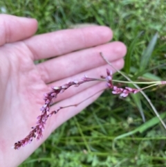 Persicaria decipiens (Slender Knotweed) at Long Beach, NSW - 12 Jan 2023 by natureguy