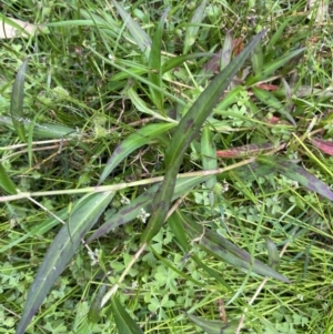 Persicaria decipiens at Long Beach, NSW - 12 Jan 2023