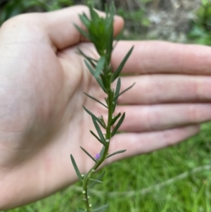 Lythrum hyssopifolia at Long Beach, NSW - 12 Jan 2023