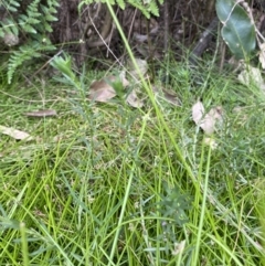 Lythrum hyssopifolia at Long Beach, NSW - 12 Jan 2023 07:07 PM