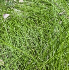 Isolepis (genus) (Club-rush) at Long Beach, NSW - 12 Jan 2023 by natureguy