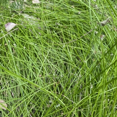 Isolepis (genus) (Club-rush) at Long Beach, NSW - 12 Jan 2023 by natureguy
