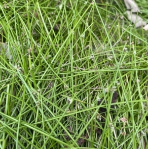 Isolepis sp. at Long Beach, NSW - 12 Jan 2023 07:07 PM