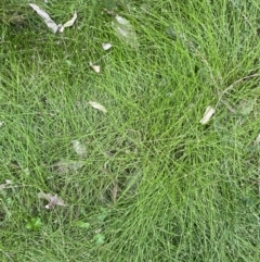 Isolepis sp. at Long Beach, NSW - 12 Jan 2023