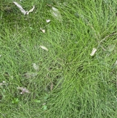 Isolepis sp. at Long Beach, NSW - 12 Jan 2023 07:07 PM