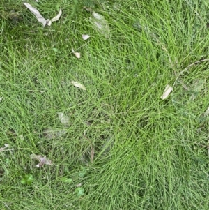 Isolepis sp. at Long Beach, NSW - 12 Jan 2023 07:07 PM