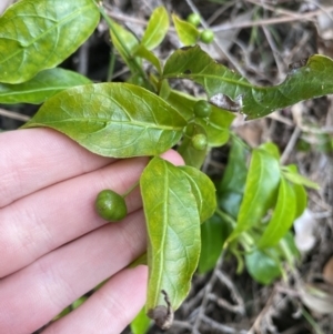 Gynochthodes jasminoides at Long Beach, NSW - 12 Jan 2023