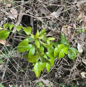 Gynochthodes jasminoides at Long Beach, NSW - 12 Jan 2023 07:06 PM