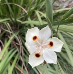 Dietes bicolor (Yellow Fortnight Lily) at Long Beach, NSW - 12 Jan 2023 by natureguy