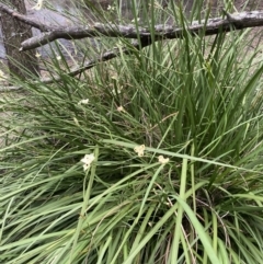 Dietes bicolor at Long Beach, NSW - 12 Jan 2023 07:05 PM