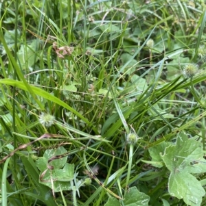 Cyperus brevifolius at Long Beach, NSW - 12 Jan 2023