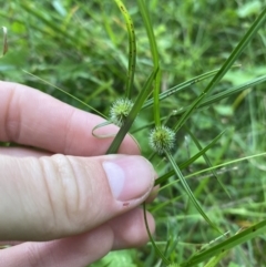 Cyperus brevifolius at Long Beach, NSW - 12 Jan 2023