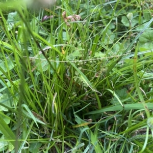 Cyperus brevifolius at Long Beach, NSW - 12 Jan 2023