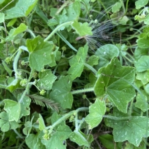 Hydrocotyle acutiloba at Long Beach, NSW - 12 Jan 2023