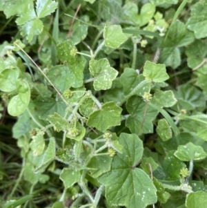 Hydrocotyle acutiloba at Long Beach, NSW - 12 Jan 2023