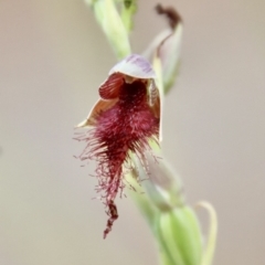 Calochilus sp. aff. gracillimus (Beard Orchid) at Moruya, NSW - 11 Jan 2023 by LisaH