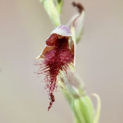 Calochilus sp. aff. gracillimus (Beard Orchid) at Moruya, NSW - 11 Jan 2023 by LisaH