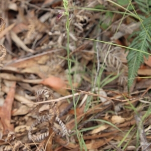 Calochilus sp. aff. gracillimus at suppressed - 12 Jan 2023