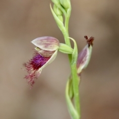 Calochilus sp. aff. gracillimus at suppressed - 12 Jan 2023