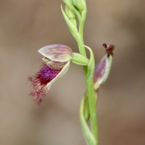 Calochilus sp. aff. gracillimus at suppressed - 12 Jan 2023