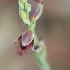 Calochilus sp. aff. gracillimus at suppressed - suppressed