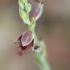 Calochilus sp. aff. gracillimus at suppressed - 12 Jan 2023