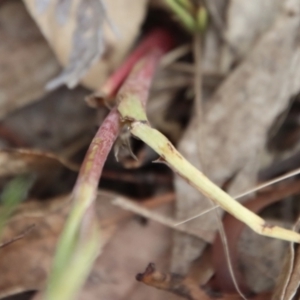 Calochilus sp. aff. gracillimus at suppressed - 12 Jan 2023