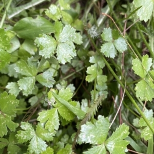 Hydrocotyle tripartita at Long Beach, NSW - 12 Jan 2023