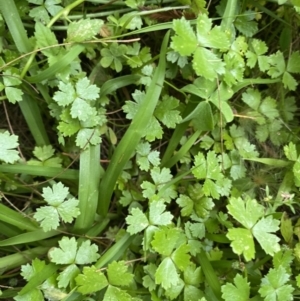 Hydrocotyle tripartita at Long Beach, NSW - 12 Jan 2023