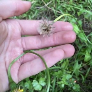 Hypochaeris radicata at Long Beach, NSW - 12 Jan 2023 07:02 PM