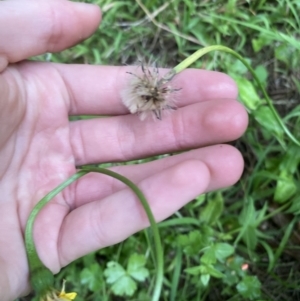 Hypochaeris radicata at Long Beach, NSW - 12 Jan 2023