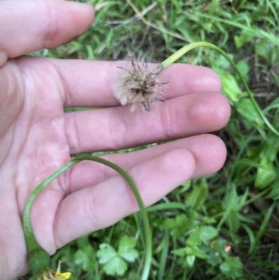 Hypochaeris radicata (Cat's Ear, Flatweed) at Long Beach, NSW - 12 Jan 2023 by natureguy