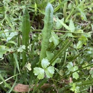 Hypochaeris radicata at Long Beach, NSW - 12 Jan 2023 07:02 PM
