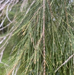 Allocasuarina littoralis (Black She-oak) at Long Beach, NSW - 12 Jan 2023 by natureguy