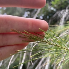 Allocasuarina littoralis at Long Beach, NSW - 12 Jan 2023