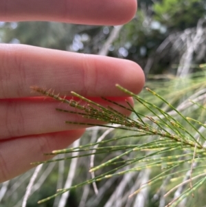 Allocasuarina littoralis at Long Beach, NSW - 12 Jan 2023 07:00 PM